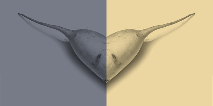 Le Court du mois - Septembre